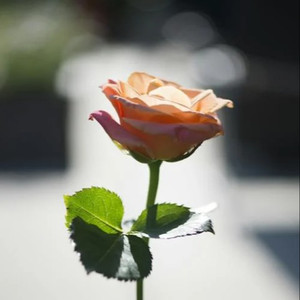 Chinese护士丝榨精
